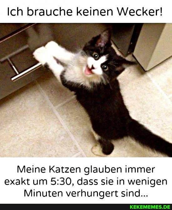 Ich brauche keinen Wecker!
Meine Katzen glauben immer exakt um dass sie in wenigen
Minuten verhuncaert sind...
