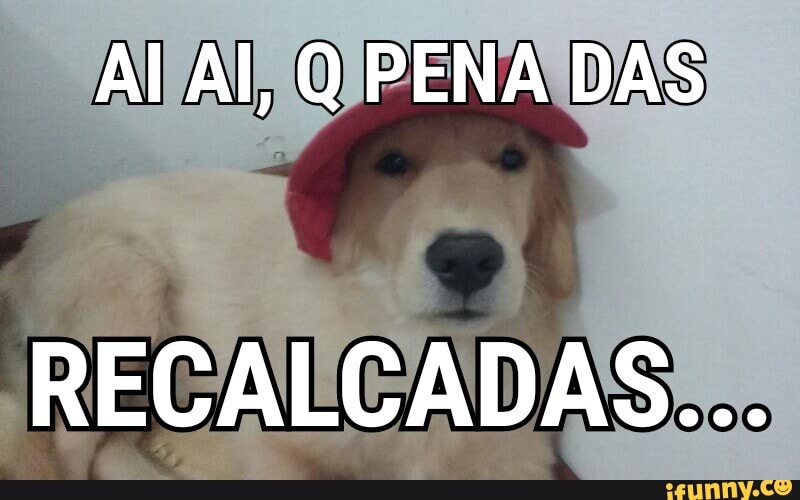 goldenretriever, destaque, partiu