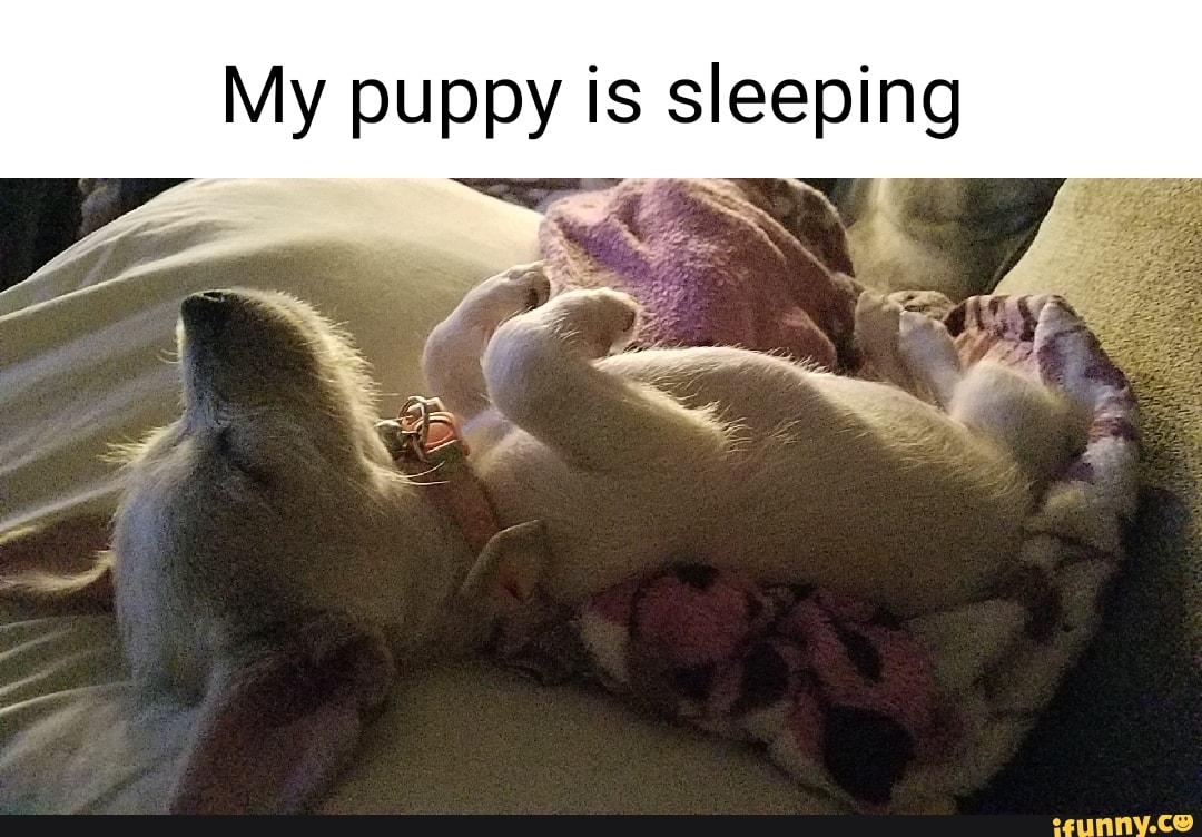 My Puppy Is Sleeping IFunny