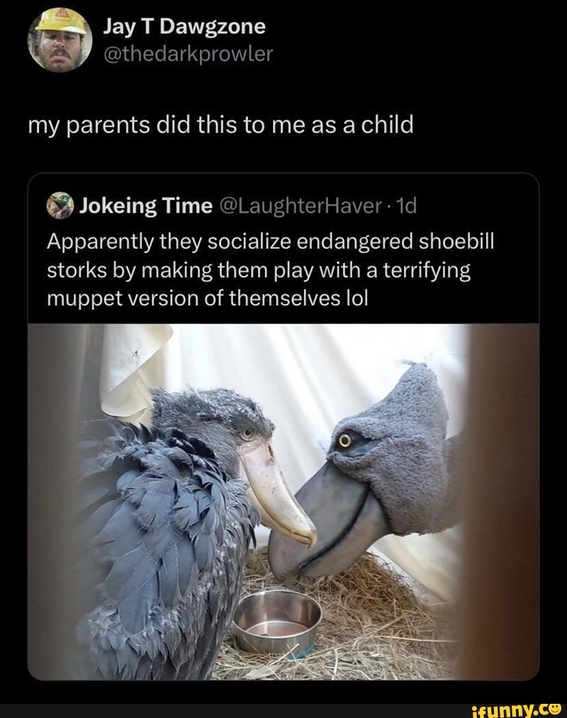 Shoebill Memes