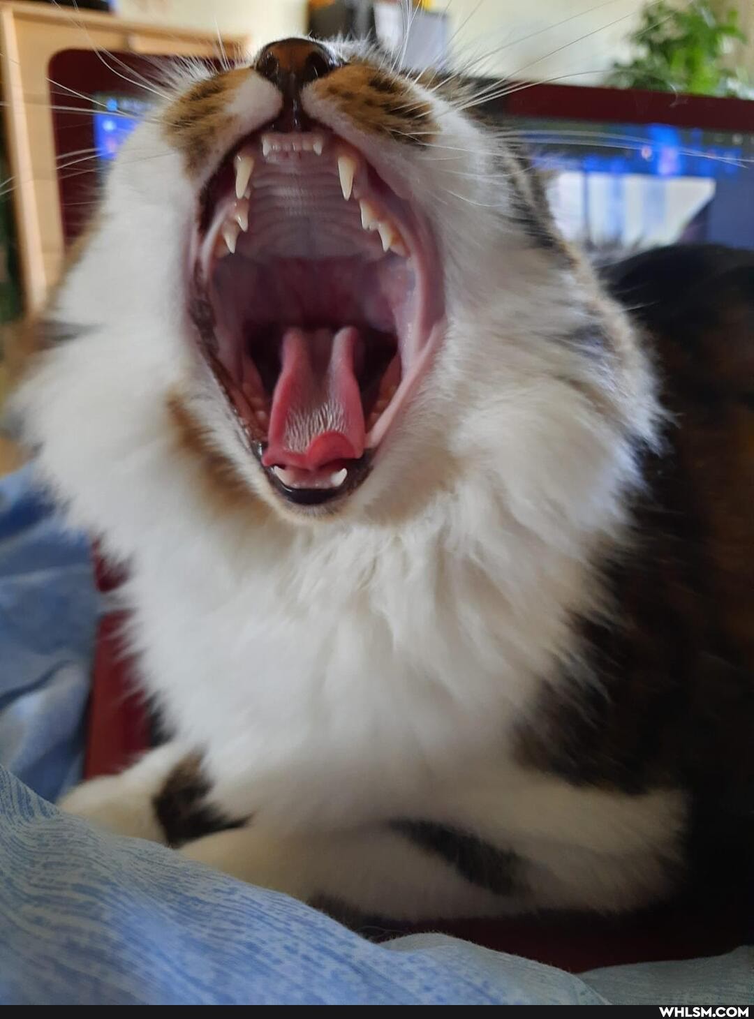 dogs, cute_animals, cats, aww