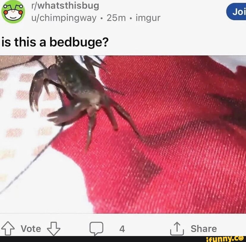 Bedbug memes. Best Collection of funny Bedbug pictures on iFunny