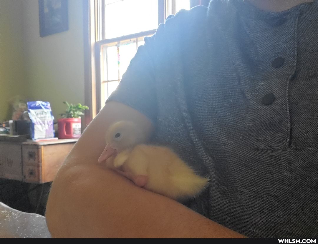 baby_animals, ducks, karl_king_of_ducks