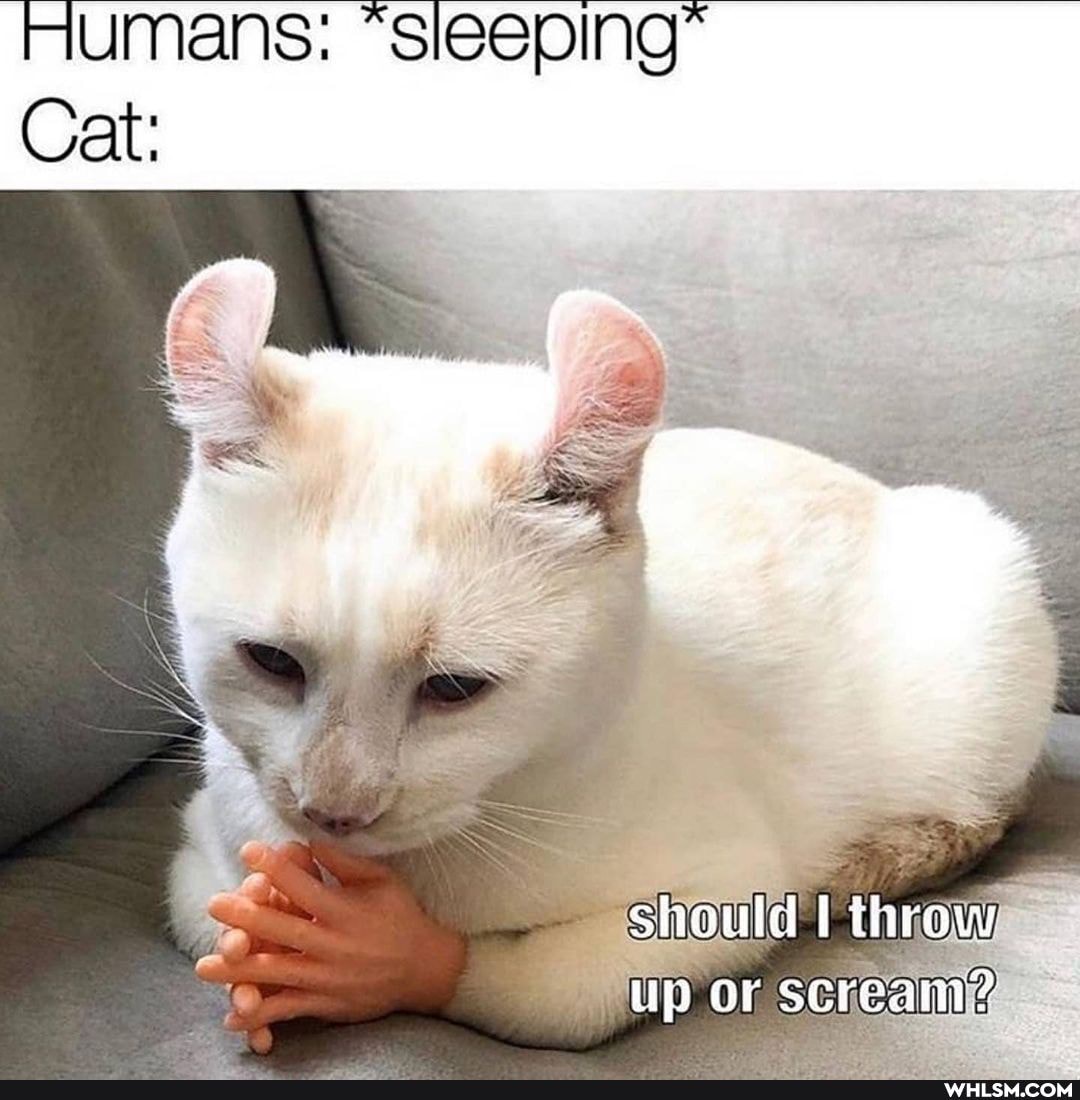 Humans: "sleeping*
Cat:
should I throw lip or screani?