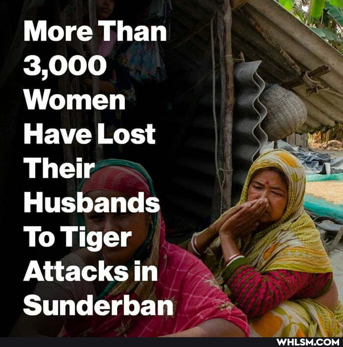 More Than
3,000
Women
Have Lost
Their
Husbands
To Tiger
Attacks in
Sunderban