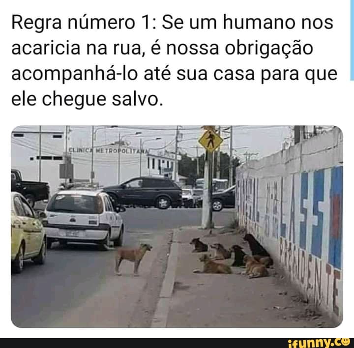 Regra número 1: Se um humano nos acaricia na rua, é nossa obrigação acompanhá-lo até sua casa para que ele chegue salvo.