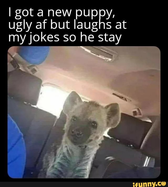 I got anew puppy, ugly af but laughs at my jokes so he stay - iFunny