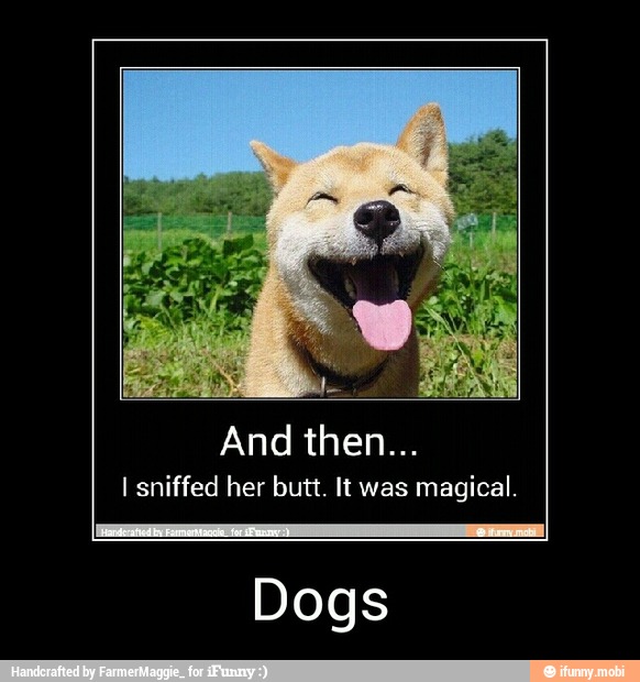sniffed her butt. magical.
Dogs - Dogs