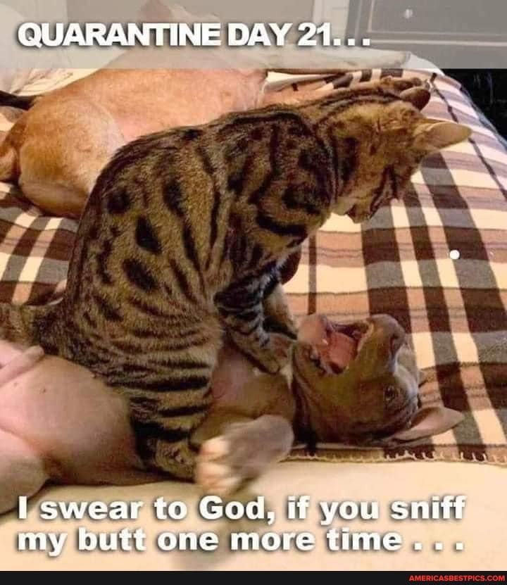 QUARANTINE DAY 27...
swear to God, if you sniff my butt one more time...
