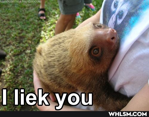 hugs, wholesome, baby_animals, sloth