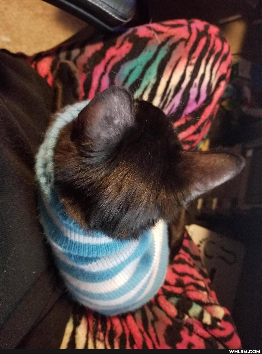 cat, aww, kitten