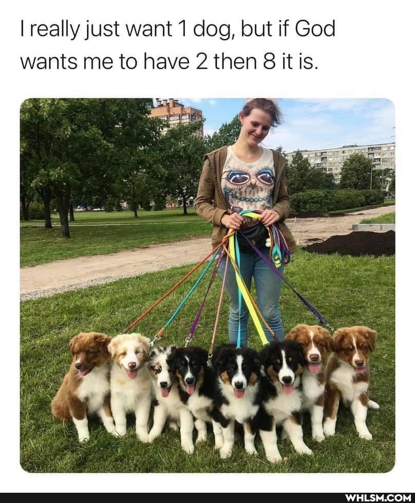 I really just want dog, but if God wants me to have 2 then 8 it is.