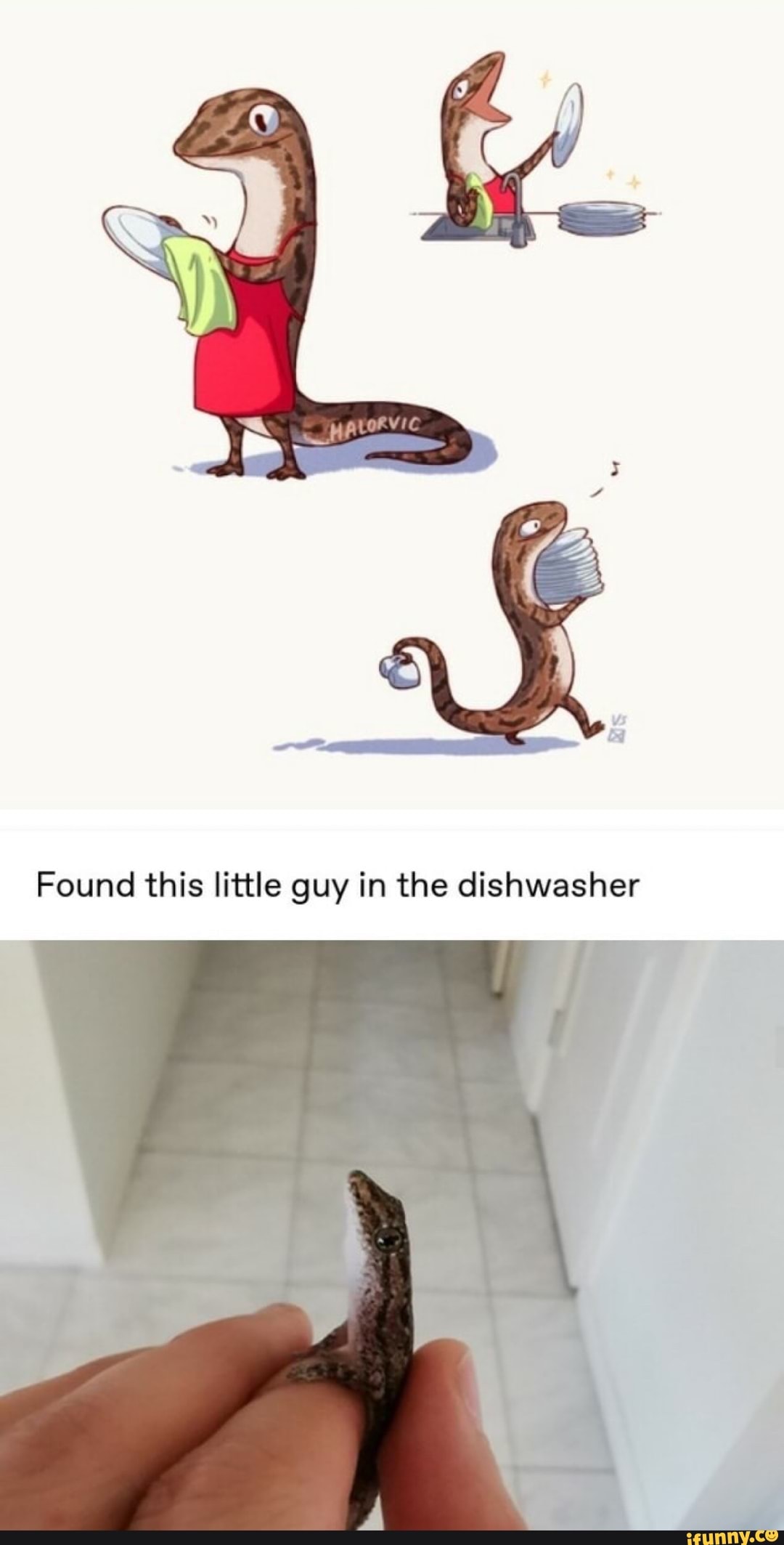 Found this little guy in the dishwasher