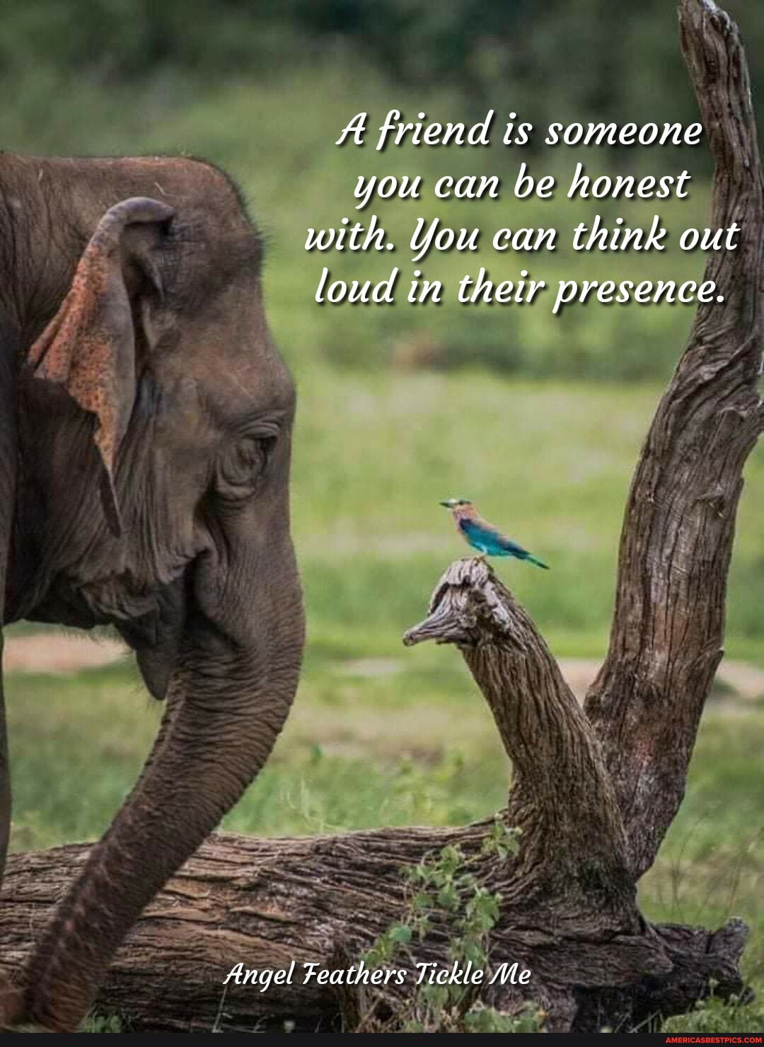 A friend is someone you can be honest with, You can think out loud in their presence.
Angel Feathers Tickle Me