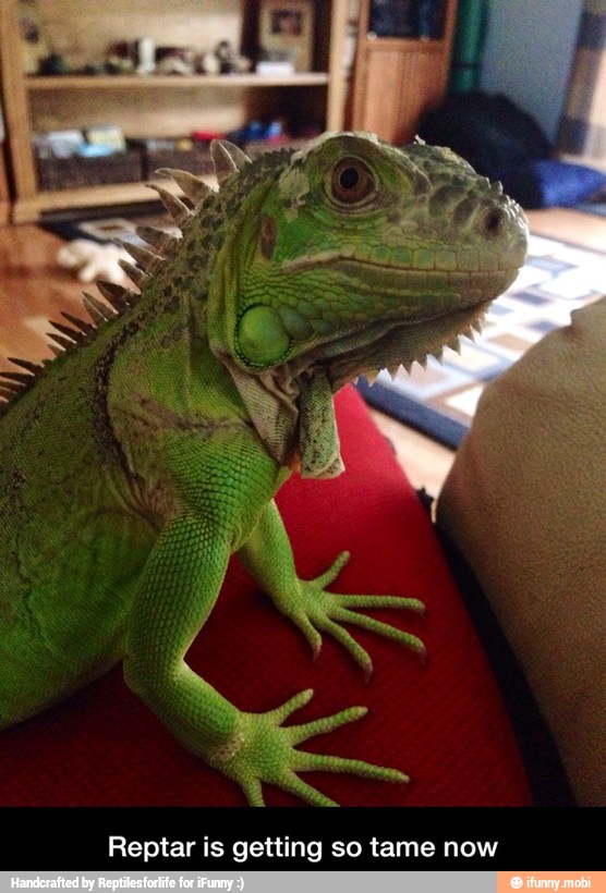 Reptar is getting so tame now - Reptar is getting so tame now