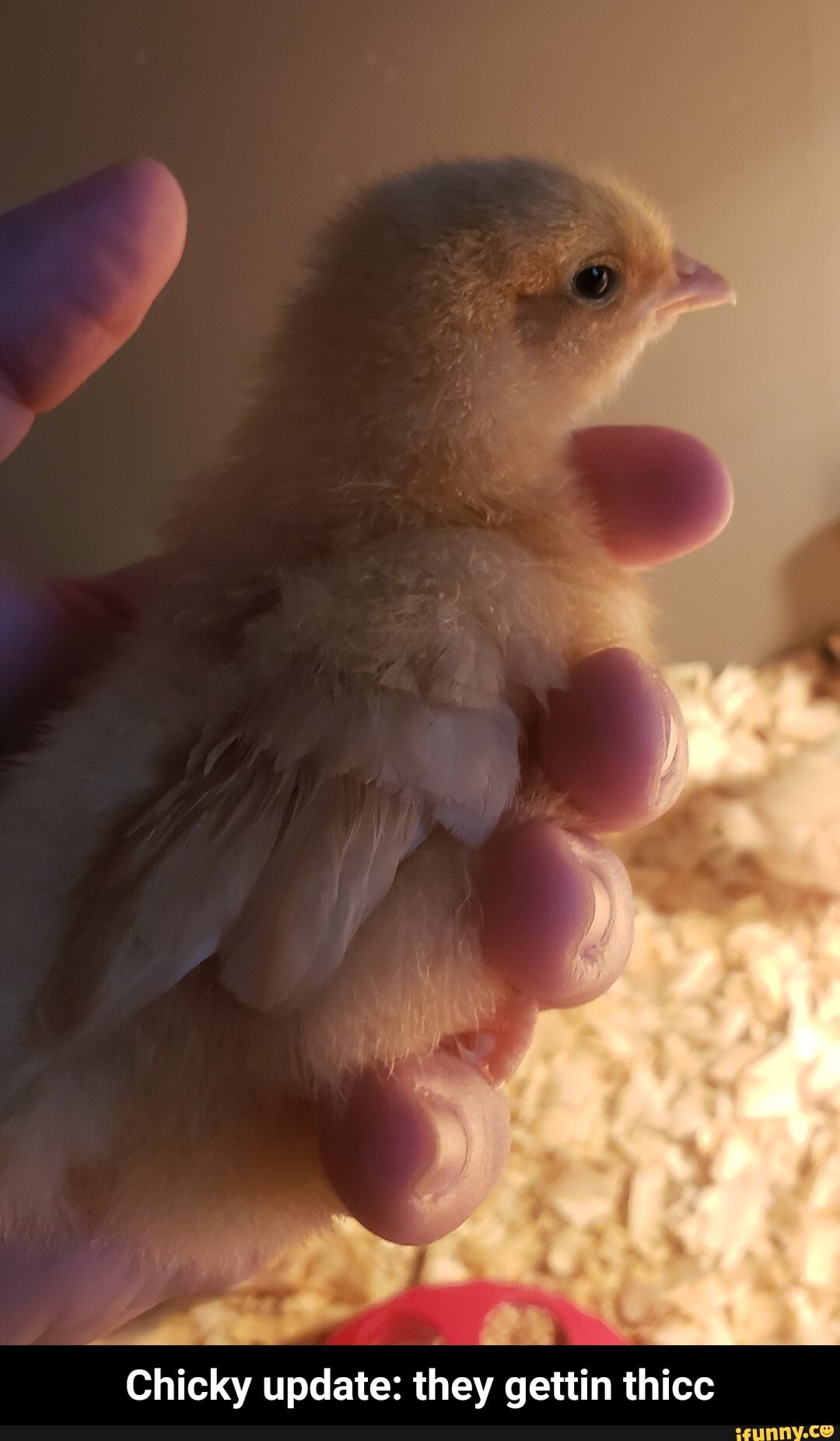 Chicky update: they gettin thicc - Chicky update: they gettin thicc
