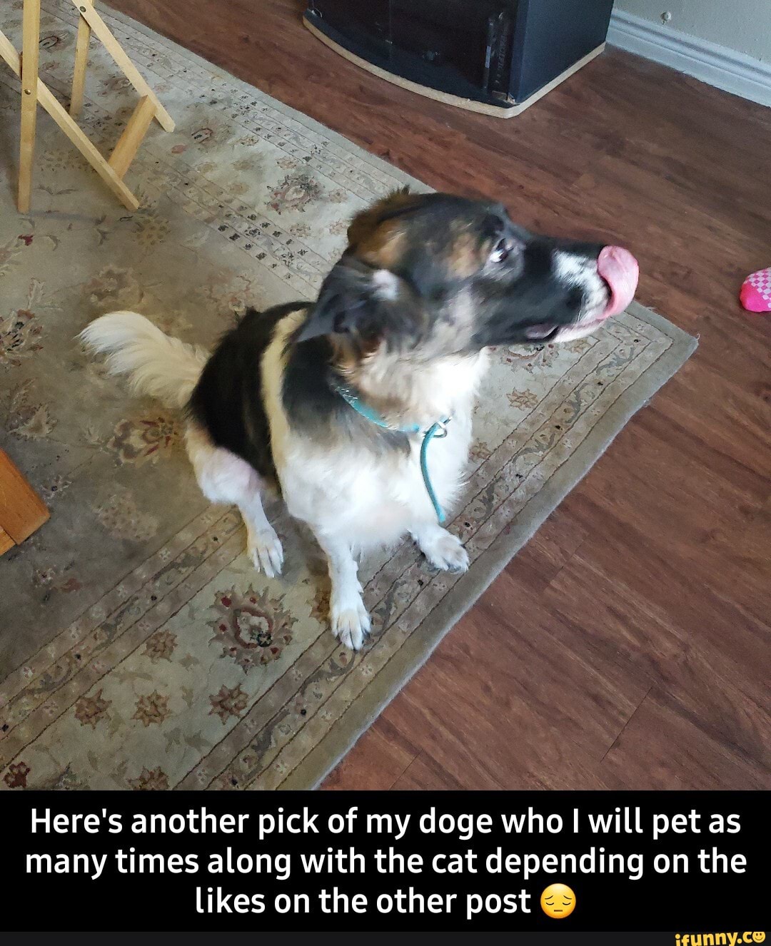 gi
Here's another pick of my doge who I will pet as many times along with the cat depending on the likes on the other post - Here's another pick of my doge who I will pet as many times along with the cat depending on the likes on the other post π