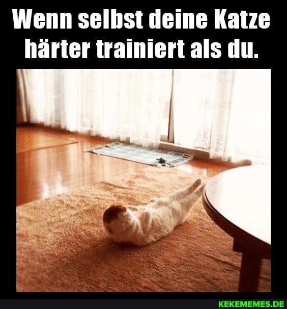 Wenn selbst deine Katze härter trainiert als du.