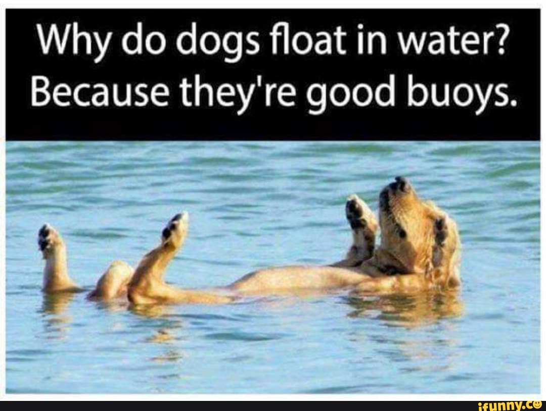 Why do dogs float in water?
Because they're good buoys.