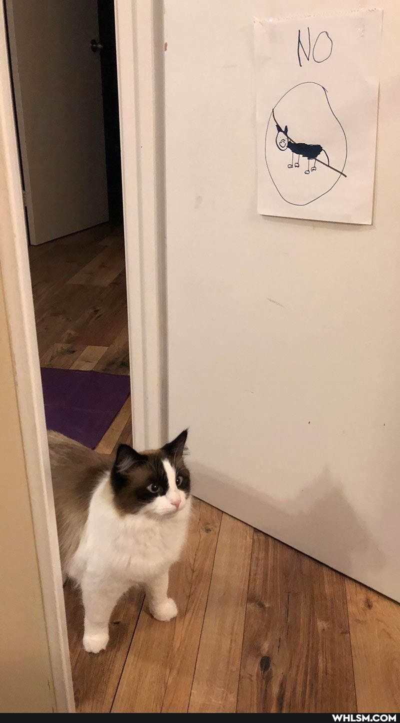 funny, cats