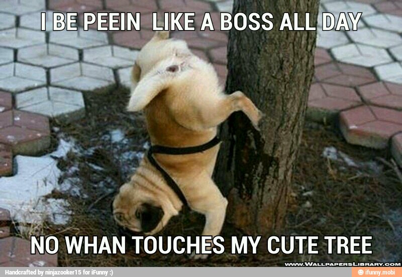 ¿NO WHAN TOUCHES MY CUTE TREE