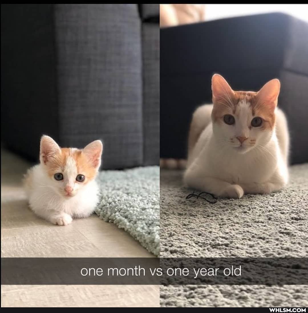 one month vs one year old