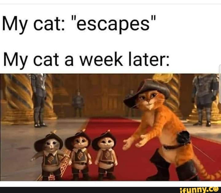 My cat: "escapes"
My cat a week later: