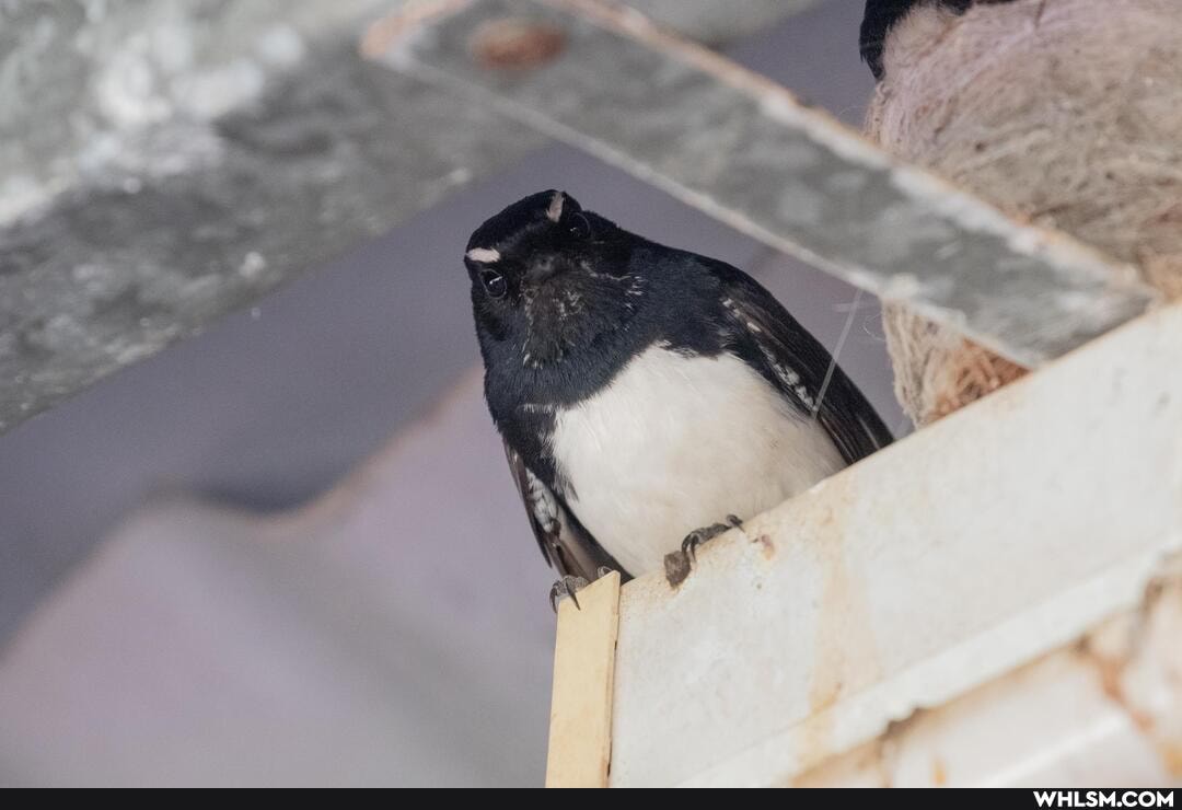nature, australia, birds, baby_animals, wildlife_photography