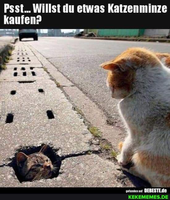 Psst... Willst du etwas Katzenminze kaufen?