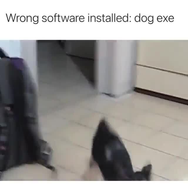 Wrong software installed: dog exe