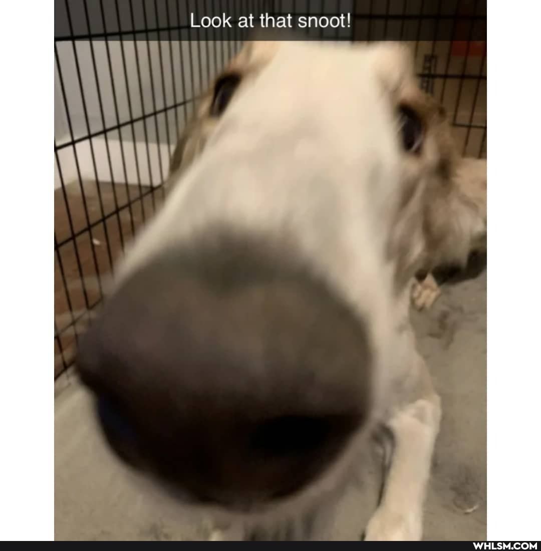 Look at that snoot!