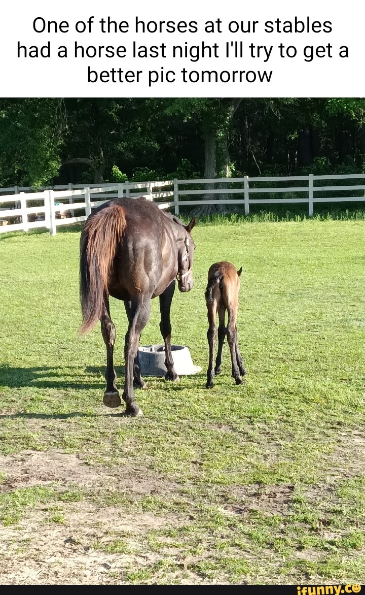 One of the horses at our stables had a horse last night I'll try to get ...