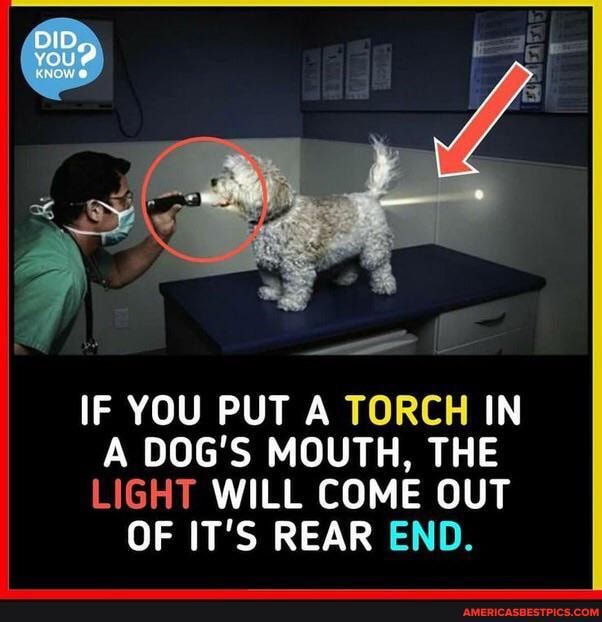 Did If You Put A Torch In A Dog S Mouth The Light Will Come Out Of It S Rear End America S Best Pics And Videos