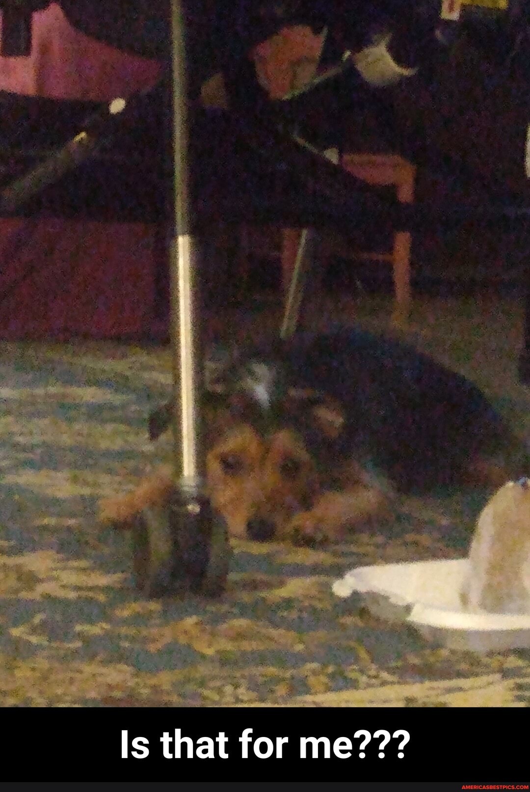 Is that for me??? - Is that for me???