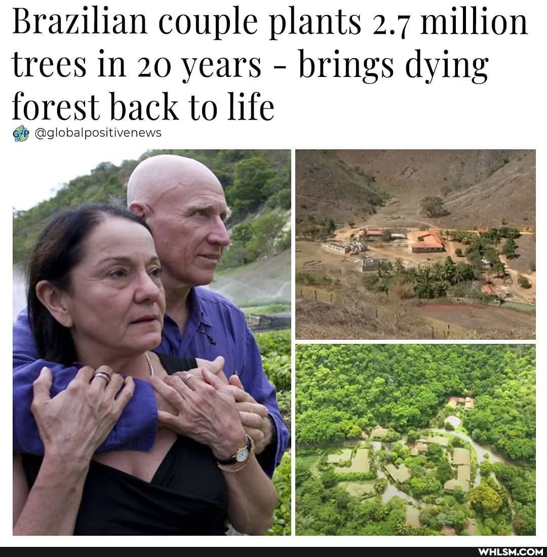 Brazilian Couple Plants 2.7 Million Trees In 20 Years - Brings Dying ...