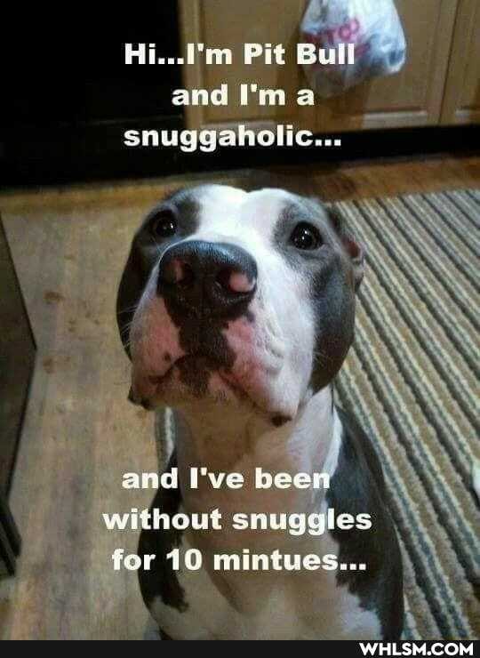 Pit Bull and Vin a snuggaheolic...
and ve been
without snuggles for 10