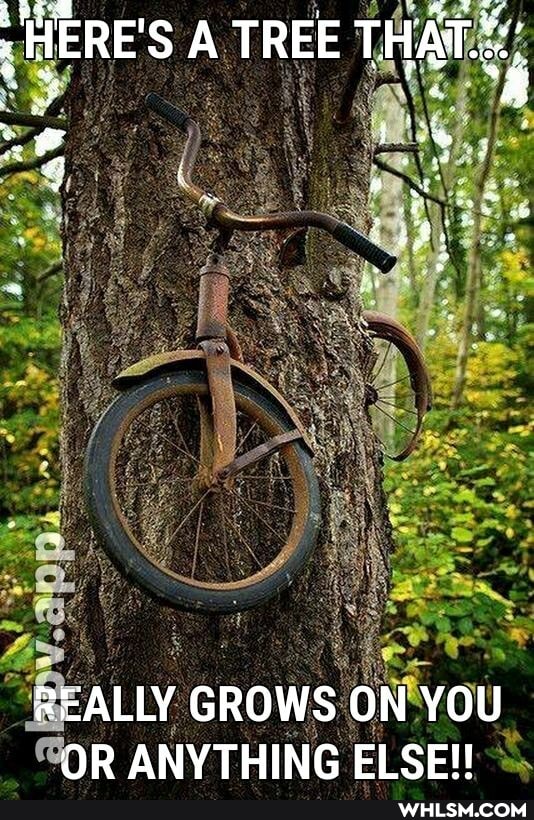 <a "ea
HERE'S A TREE THAT
REALLY GROWS ON YOU OR ANYTHING ELSE!!