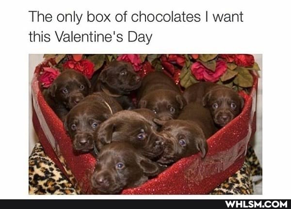 The only box of chocolates I want this Valentine's Day