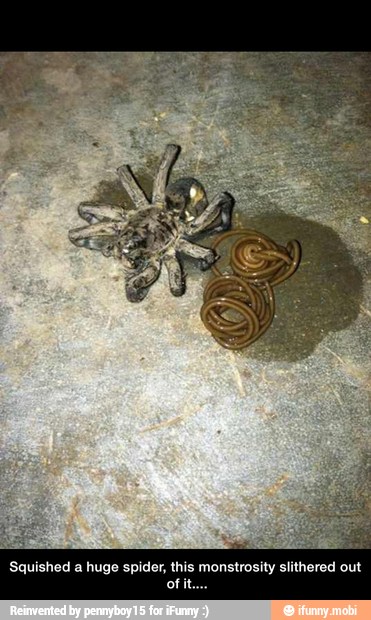 Squished a huge spider, this monstrosity slithered out
of