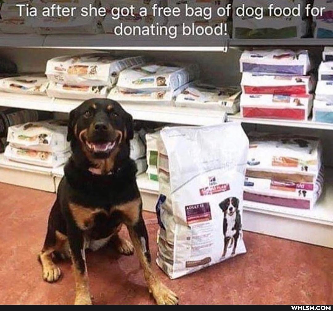 Tia after she got a free bag of dog food for donating blood!
