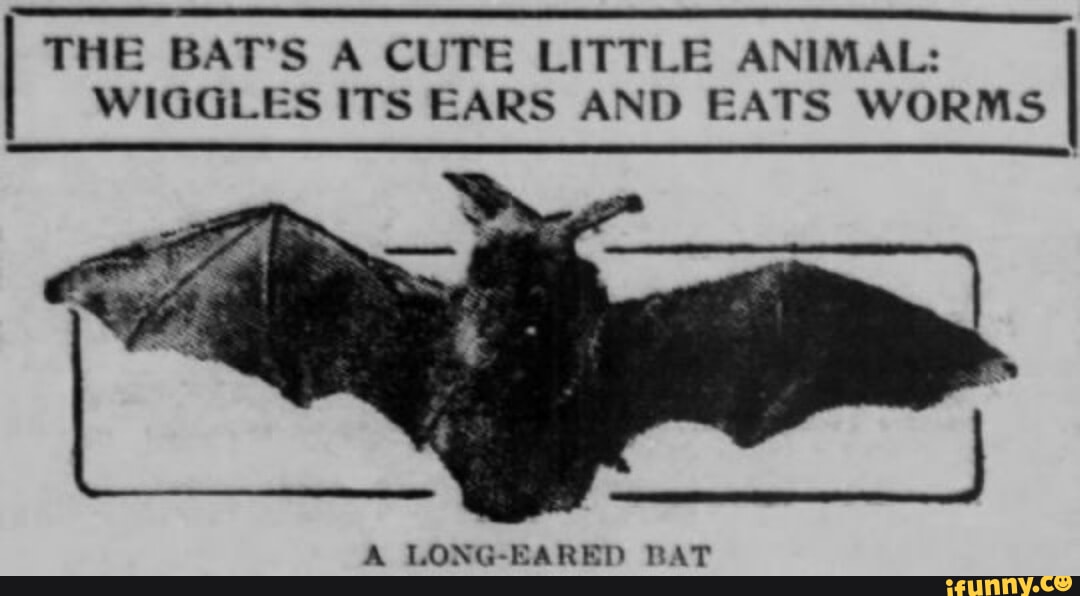WIGGLES ITS EARS AND EATS WORMS I THE BAT'S A CUTE LITTLE ANIMAL I A