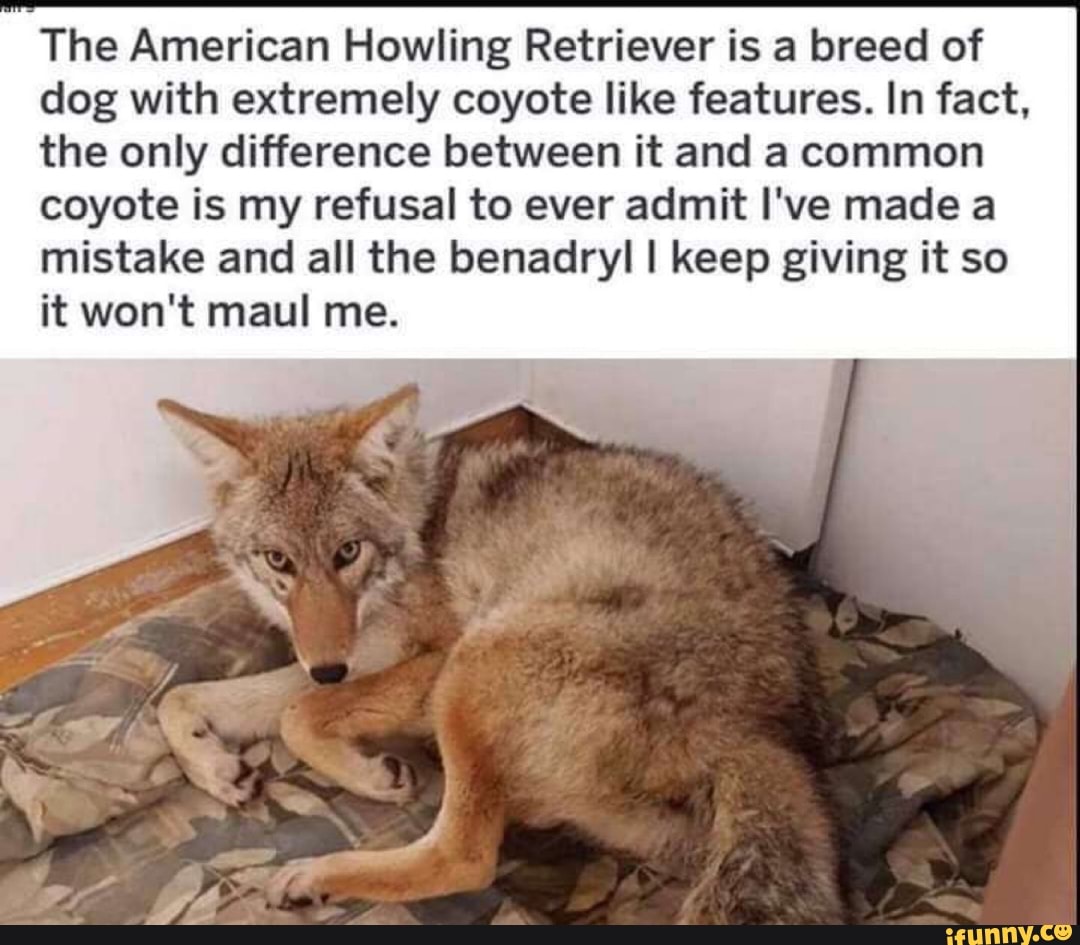 The American Howling Retriever is a breed of dog with extremely coyote like features. In fact, the only difference between it and a common coyote is my refusal to ever admit I've made a mistake and all the benadryl I keep giving it so it won't maul me.