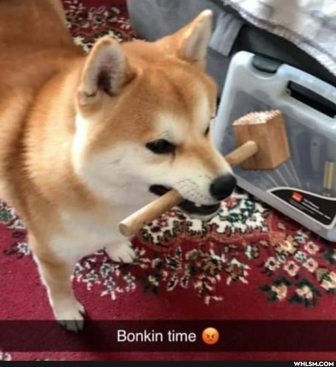 Bonkin time