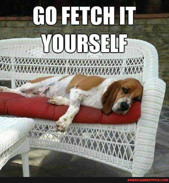 GO FETCH IT