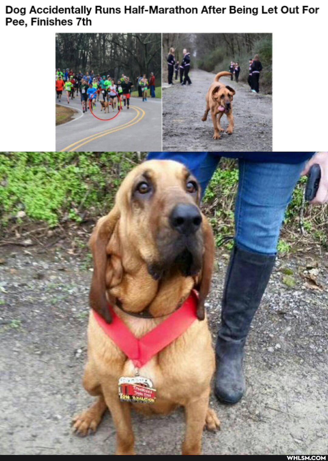 Dog Accidentally Runs Half-Marathon After Being Let Out For
Pee, Finishes