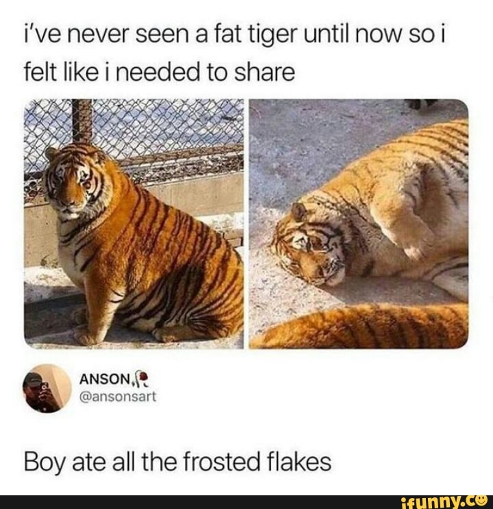 I've never seen a fat tiger until now so i felt like i needed to share ...