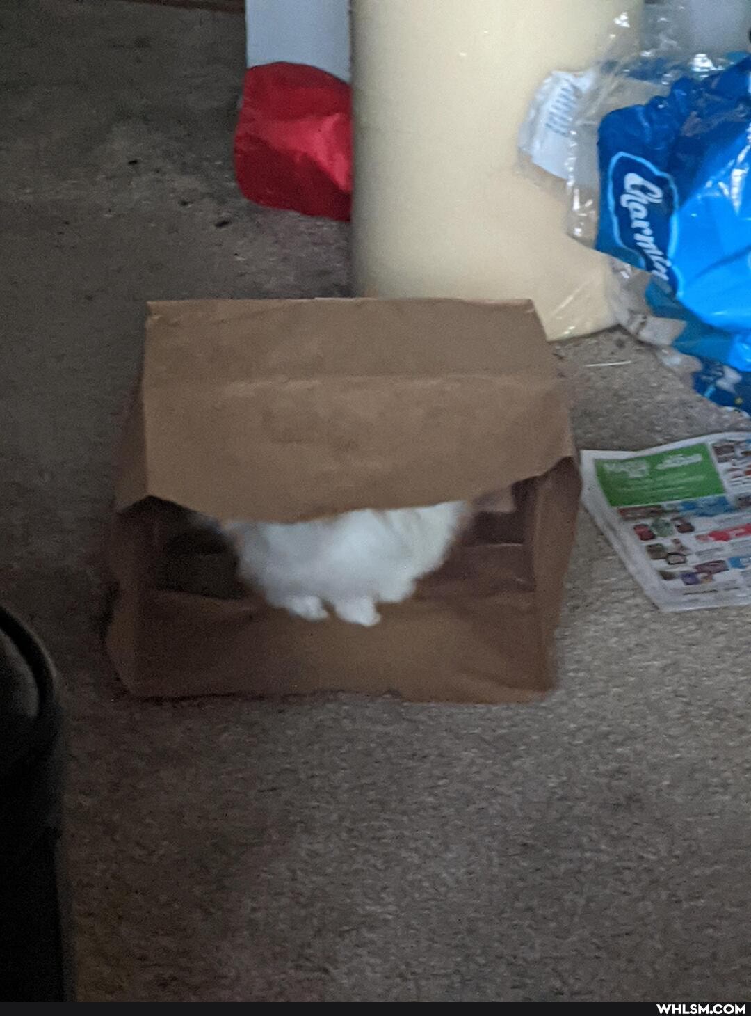 aww, bunny, queen, fluffy