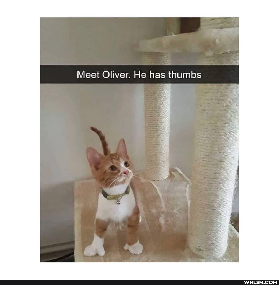 Meet Oliver. He has thumbs