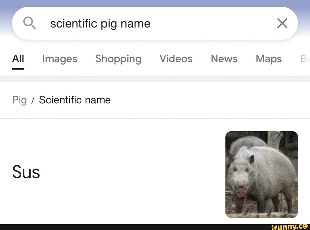 Pig name. Pig name