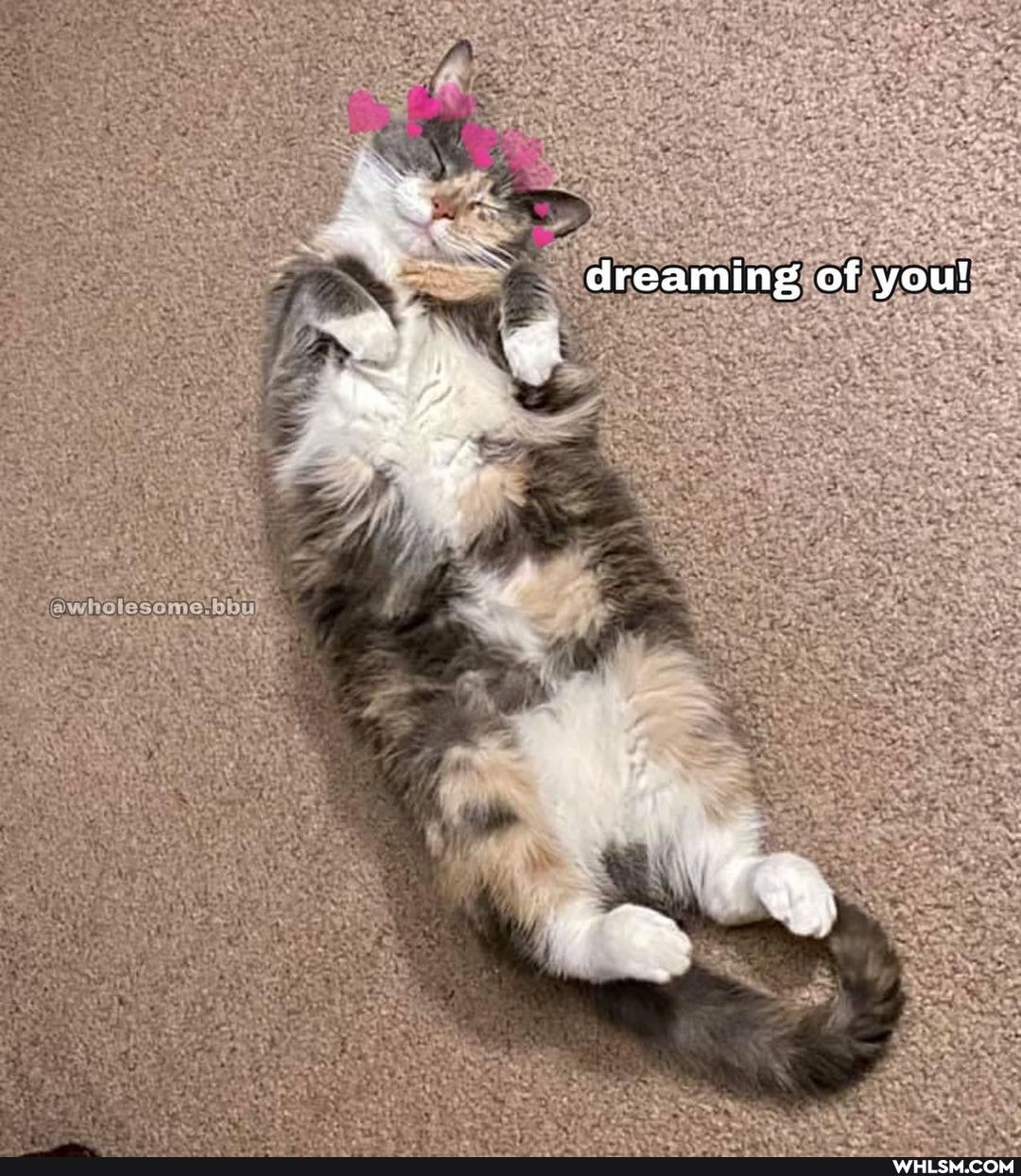 dreaming of you!
wi